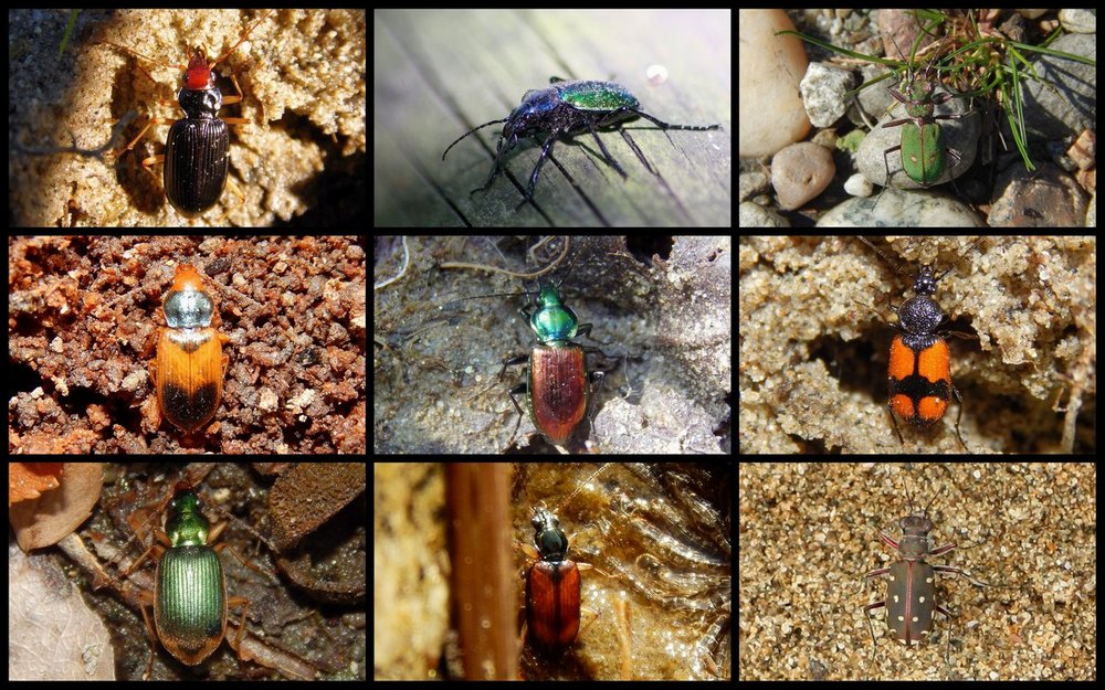 Carabidae a colori....